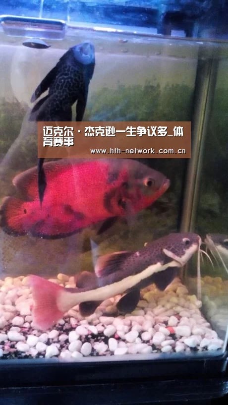 hth平台